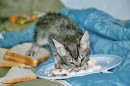 Nouri au fromage de l'armee * 768 x 512 * (103KB)